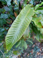 Asplenium scolopendrium