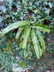 Asplenium scolopendrium