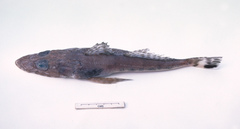 Ratabulus diversidens