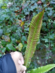 Asplenium scolopendrium