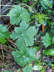 Geranium