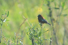 Sporophila cinnamomea