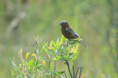 Sporophila cinnamomea
