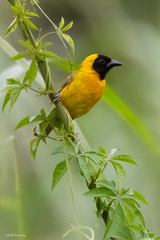 Ploceus pelzelni monacha