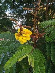 Peltophorum