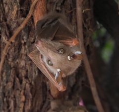 Epomophorus crypturus