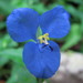 Commelina cyanea - Photo (c) sworboys,  זכויות יוצרים חלקיות (CC BY-NC), uploaded by sworboys