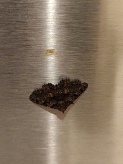 Metalectra praecisalis