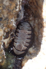 Acanthopleura testudo