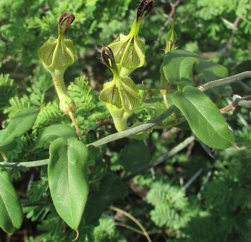 Ceropegia lugardiae