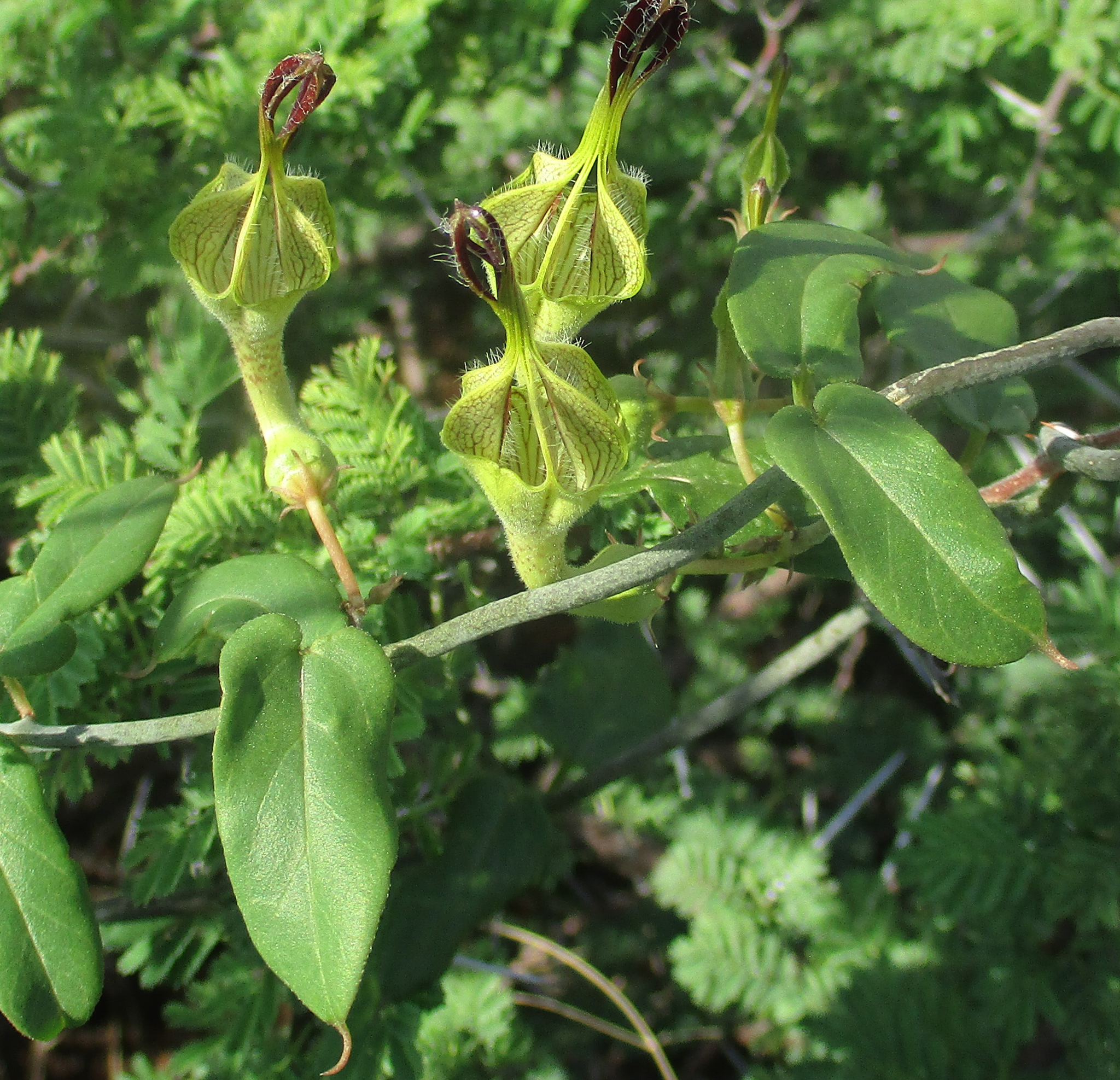 Ceropegia lugardiae