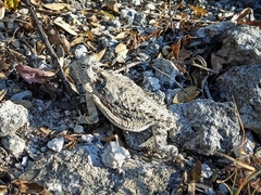 Phrynosoma braconnieri