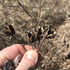 Hypericum ascyron pyramidatum