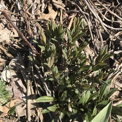 Hypericum ascyron pyramidatum