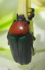 Leucocelina