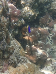 Pomacentrus caeruleus