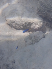 Pomacentrus caeruleus