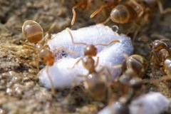 Bothriomyrmex