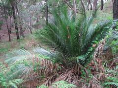 Macrozamia douglasii