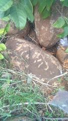 Psammophilus dorsalis