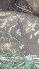 Psammophilus dorsalis