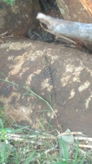 Psammophilus dorsalis