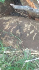 Psammophilus dorsalis