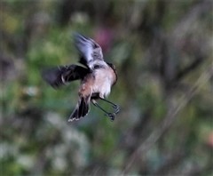 Saxicola maurus
