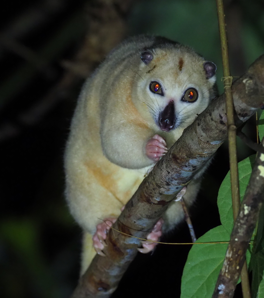 Ornate Cuscus