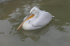 Pelecanus crispus