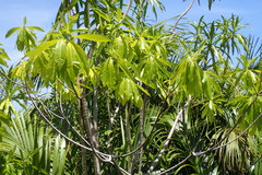 Alstonia macrophylla