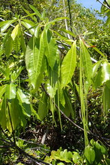 Alstonia macrophylla