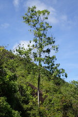 Alstonia macrophylla