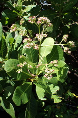 Anacardium