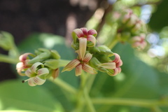 Anacardium