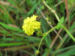 Nymphoides exiliflora