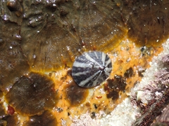 Cellana radiata