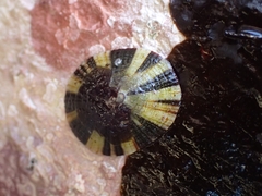 Cellana radiata