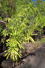 Dracaena floribunda