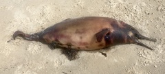 Pontoporia blainvillei