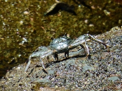 Grapsus tenuicrustatus