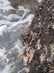 Grapsus tenuicrustatus