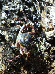 Grapsus tenuicrustatus