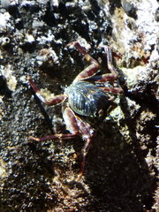 Grapsus tenuicrustatus