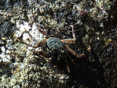 Grapsus tenuicrustatus