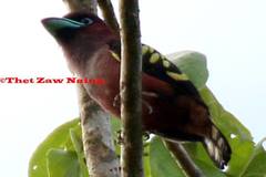 Eurylaimus javanicus