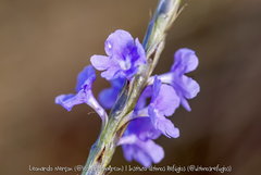 Stachytarpheta schottiana