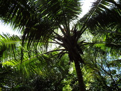 Nephrosperma vanhoutteanum