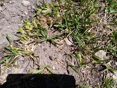 Polistes xanthogaster