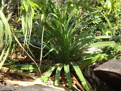 Pandanus sechellarum